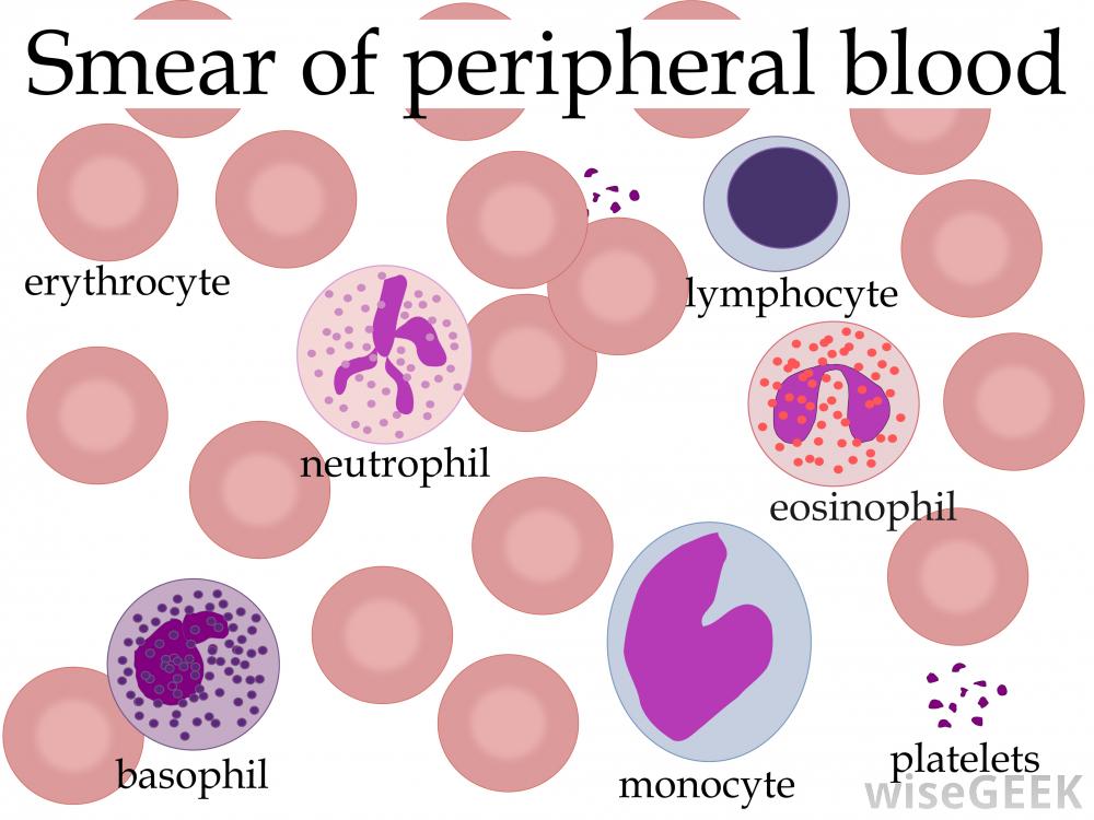 white-blood-cell-count-levels-chart